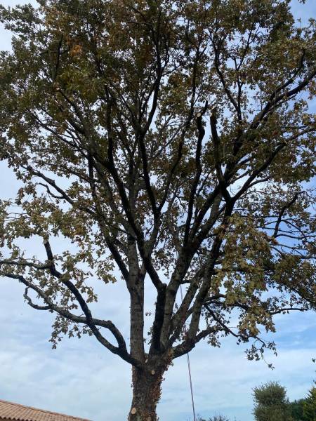 Elagage d'un chêne sur tire sève à Saint Médard en Jalles