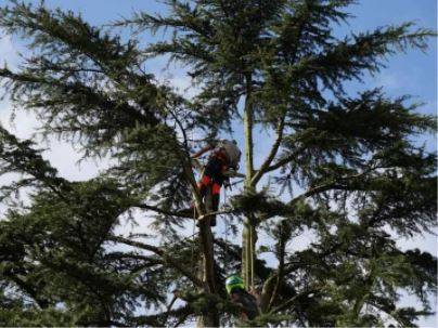 élagage d'un sapin par un professionnel en gironde