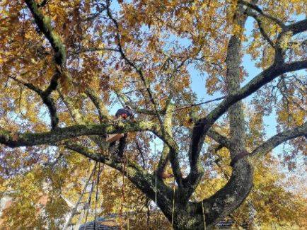 Haubanage  d'un arbre par une équipe de spécialistes à Saint Aubin de Medoc