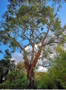 Elagage d’un eucalyptus au Taillan Médoc