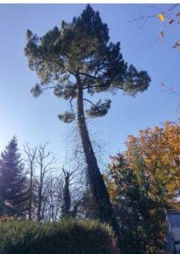 Elagage de pin par un professionnel sur le bassin d'arcachon