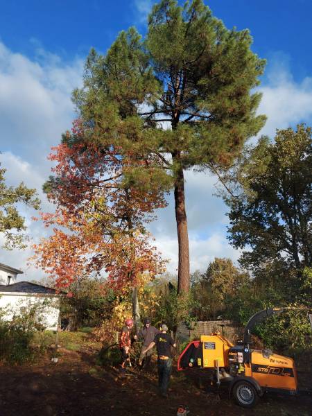 Elagueur professionnel pour arbres dangereux et arbres difficiles d'accès  en Gironde 33 - Elagage & Paysage