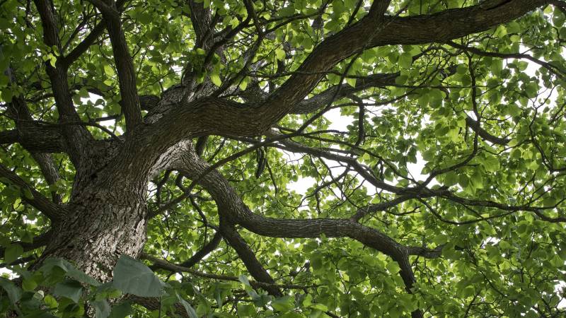 élagage d'un arbre à blanquefort 