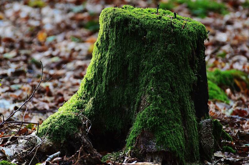 Souche d'arbre à évacuer à Avensan dans le Médoc